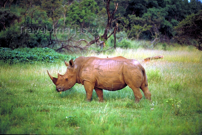 safrica64: South Africa - Pilanesberg National Park: a magnificent White Rhino - photo by R.Eime - (c) Travel-Images.com - Stock Photography agency - Image Bank