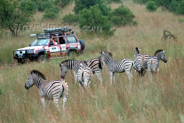 safrica68: South Africa - Hennops - Magaliesburg Mountains (Gauteng province): 4WD enthusiasts enjoy a drive amongst Zebra near Hartebeestport Dam - photo by R.Eime - (c) Travel-Images.com - Stock Photography agency - Image Bank