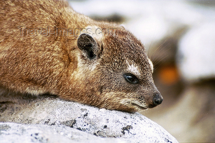 safrica87: South Africa - Cape Town: Cape Town: a Dassie or hyrax - Procavia capensis - close-up - photo by J.Stroh - (c) Travel-Images.com - Stock Photography agency - Image Bank