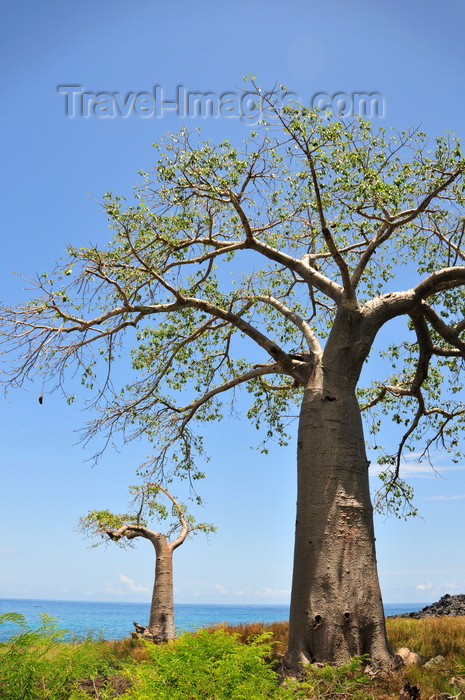 sao-tome155: Lagoa Azul, Lobata district, São Tomé and Príncipe / STP: baobab trees by the Atlantic Ocean - Adansonia digitata / embondeiros em frente ao Oceano Atlântico - photo by M.Torres - (c) Travel-Images.com - Stock Photography agency - Image Bank