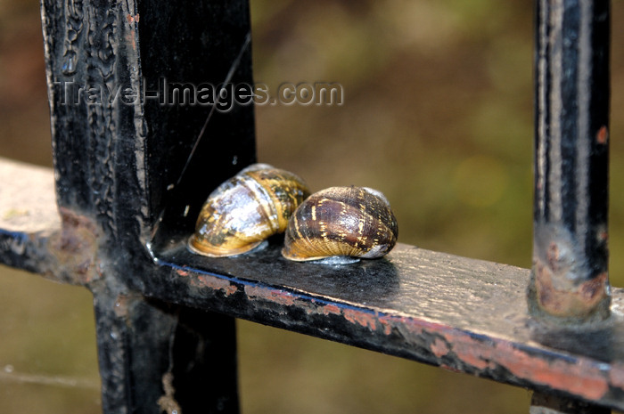 scot112: Scotland - Edinburgh: two snails soak up the sun's heat on a wrought iron fence - photo by C.McEachern - (c) Travel-Images.com - Stock Photography agency - Image Bank