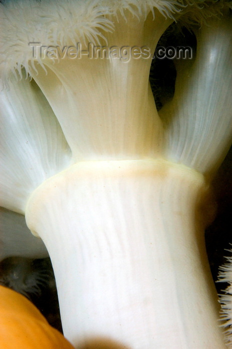 scot49: St. Abbs, Berwickshire, Scottish Borders Council, Scotland: Plumose anemone - Metridium senile - close-up - photo by D.Stephens - (c) Travel-Images.com - Stock Photography agency - Image Bank