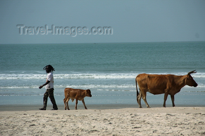senegal109: Cap Skirring, Oussouye, Basse Casamance (Ziguinchor), Senegal: Cow and calf walking on the beach, everyday life / Vacas a caminhar na praia, vida quotidiana - photo by R.V.Lopes - (c) Travel-Images.com - Stock Photography agency - Image Bank