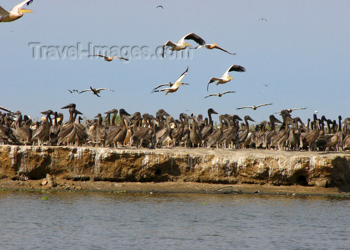 senegal28: Senegal - Djoudj National Bird Sanctuary:  pelicans colony - photo by G.Frysinger - (c) Travel-Images.com - Stock Photography agency - Image Bank