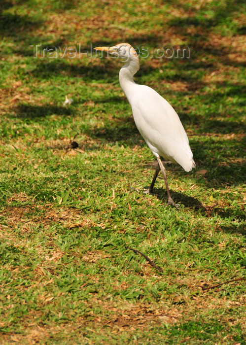 seychelles77: Mahe, Seychelles: egret on the cathedral's lawn - photo by M.Torres - (c) Travel-Images.com - Stock Photography agency - Image Bank