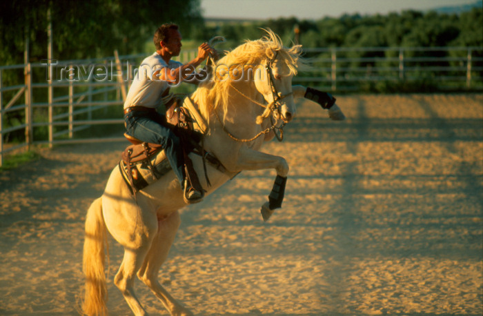 spai294: Spain - Villamartín -  Cadiz province - Rider performing a Spin Up, Horse training centre - photo by K.Strobel - (c) Travel-Images.com - Stock Photography agency - Image Bank