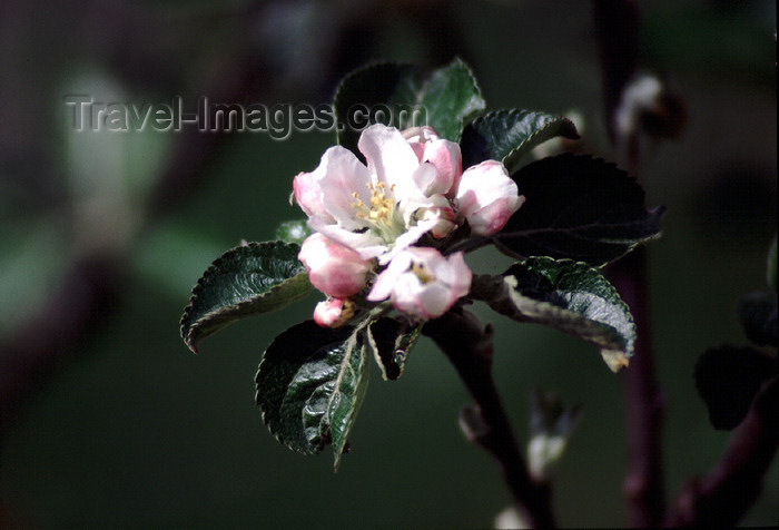 spai412: Spain - Cantabria - Cosgaya - peach tree flower - photo by F.Rigaud - (c) Travel-Images.com - Stock Photography agency - Image Bank