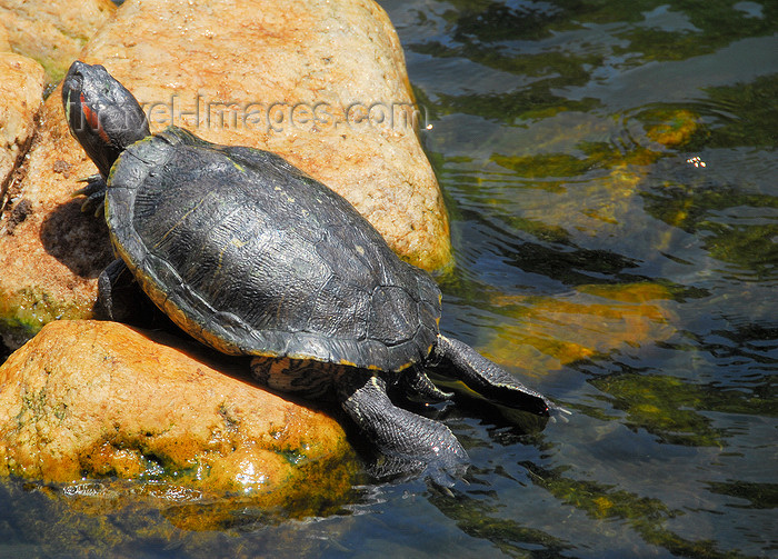 sri-lanka169: Colombo, Sri Lanka: turtle on a boulder - pond in the Gardens of the Hilton Hotel - photo by M.Torres - (c) Travel-Images.com - Stock Photography agency - Image Bank