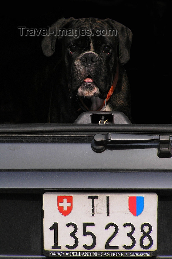 switz371: Switzerland - Bellinzona, Ticino canton: dog in a trunk - Swiss license plate - photo by J.Kaman - (c) Travel-Images.com - Stock Photography agency - Image Bank
