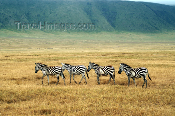 tanzania109: Tanzania - four Zebras in Ngororngoro Crater - photo by A.Ferrari - (c) Travel-Images.com - Stock Photography agency - Image Bank