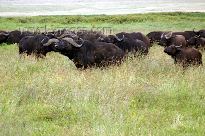 tanzania115: Tanzania - Buffalos in Ngorongoro Crater - photo by A.Ferrari - (c) Travel-Images.com - Stock Photography agency - Image Bank