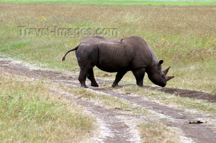 tanzania117: Tanzania - Black Rhinoceros and tracks in Ngorongoro Crater - photo by A.Ferrari - (c) Travel-Images.com - Stock Photography agency - Image Bank