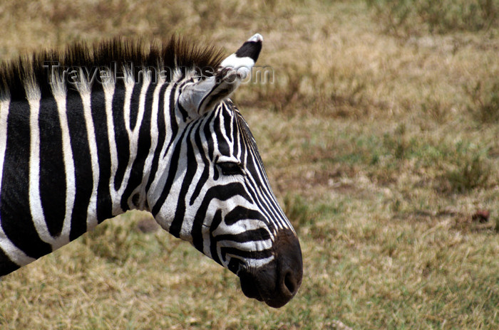 tanzania120: Tanzania - Zebra (close view) in Ngorongoro Crater - photo by A.Ferrari - (c) Travel-Images.com - Stock Photography agency - Image Bank