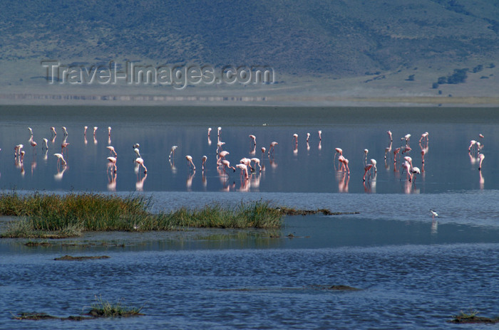 tanzania125: Tanzania - Flamingos on the Magadi Lake, Ngorongoro Crater - photo by A.Ferrari - (c) Travel-Images.com - Stock Photography agency - Image Bank