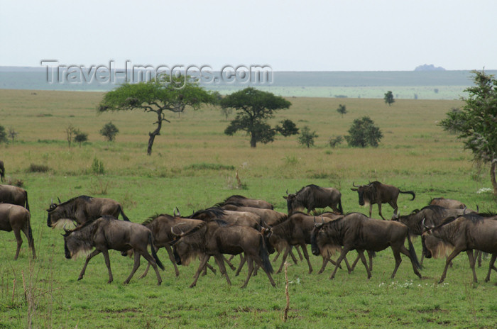 tanzania146: Tanzania - Wildebeest migration, Serengeti National Park - photo by A.Ferrari - (c) Travel-Images.com - Stock Photography agency - Image Bank