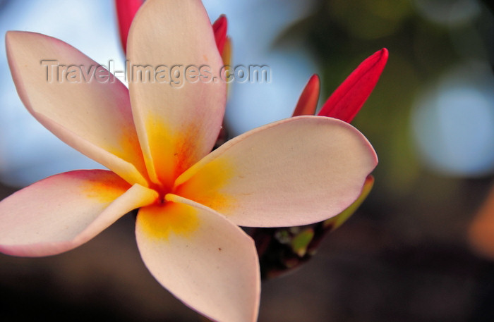 tanzania187: Dar es Salaam, Tanzania: the five petals of a white frangipani flower - plumeria - photo by M.Torres - (c) Travel-Images.com - Stock Photography agency - Image Bank