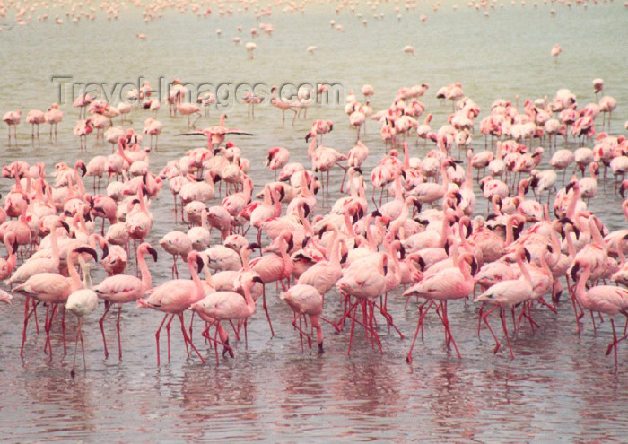tanzania5: Tanzania - Tanganyika - Ngorongoro crater: flamingos - photo by N.Cabana - (c) Travel-Images.com - Stock Photography agency - Image Bank