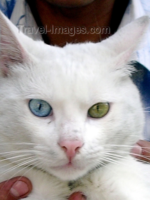 turkey138: Turkey - Istanbul / Constantinople / IST: a cat from from Van with different eye colors - photo by R.Wallace - (c) Travel-Images.com - Stock Photography agency - Image Bank