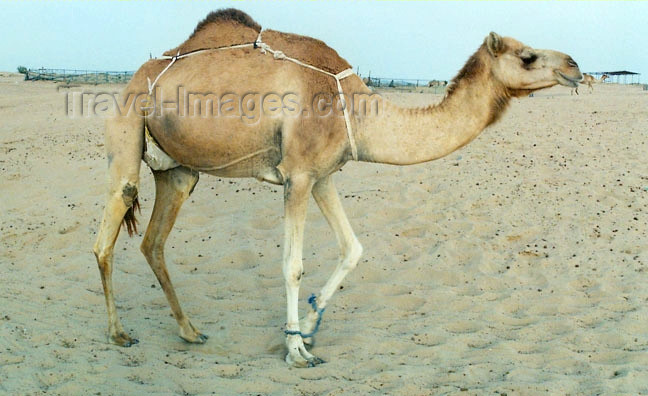 uaefj6: UAE - Al Fujairah: a hobbled camel - photo by G.Frysinger - (c) Travel-Images.com - Stock Photography agency - Image Bank