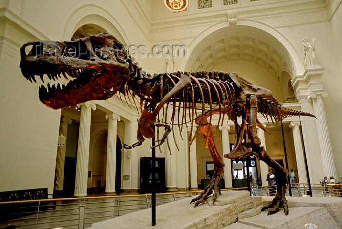 usa1081: Chicago, Illinois, USA: Tyrannosaurus Rex skeleton of Sue is on display inside the Field Museum of Natural History - one of the largest land carnivores of all time - photo by C.Lovell - (c) Travel-Images.com - Stock Photography agency - Image Bank