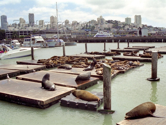 usa78: San Francisco (California): seals on the harbor - photo by M.Bergsma - (c) Travel-Images.com - Stock Photography agency - Image Bank