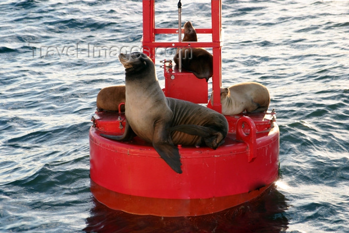 usa93: USA - Long Beach (California): sea lions on a signaling buoy (photo by C.Palacio) - (c) Travel-Images.com - Stock Photography agency - Image Bank