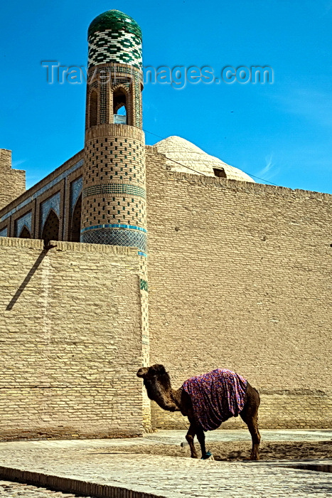 uzbekistan72: Camel outside Khiva City Walls, Uzbekistan - photo by A.Beaton  - (c) Travel-Images.com - Stock Photography agency - Image Bank