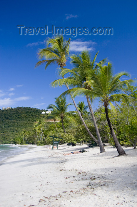 virgin-us42: US Virgin Islands - St. Thomas - Magens Bay: beach - white sand and coconut trees (photo by David Smith) - (c) Travel-Images.com - Stock Photography agency - Image Bank