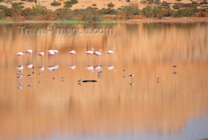 western-sahara41: Laâyoune / El Aaiun, Saguia el-Hamra, Western Sahara: flamingos and red dunes reflected on the water of the Oued Saqui el-Hamra - photo by M.Torres - (c) Travel-Images.com - Stock Photography agency - Image Bank
