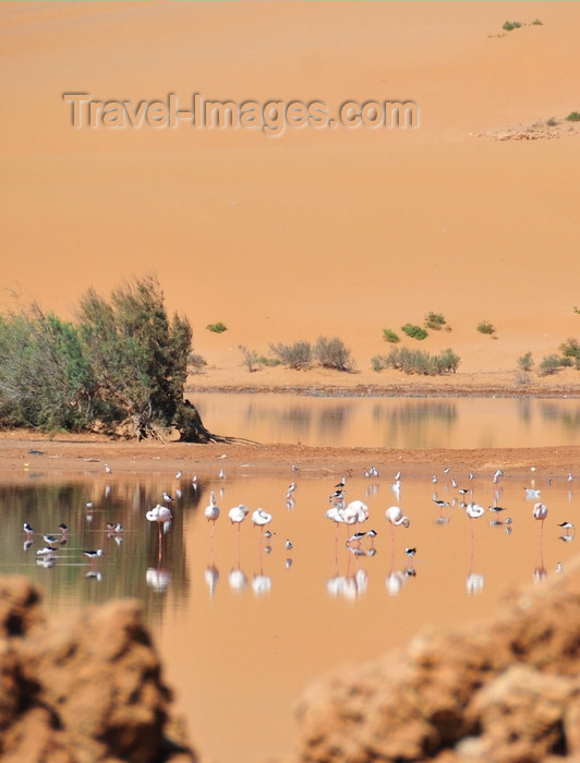 western-sahara46: Laâyoune / El Aaiun, Saguia el-Hamra, Western Sahara: flamingos and red dunes - Oued Saqui el-Hamra - photo by M.Torres - (c) Travel-Images.com - Stock Photography agency - Image Bank