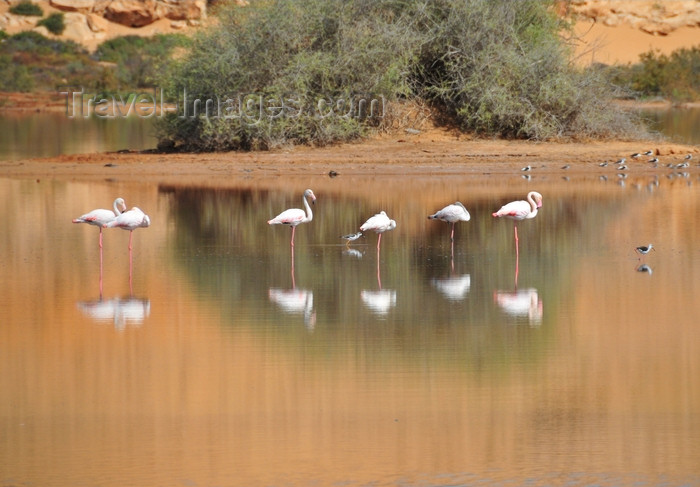 western-sahara51: Laâyoune / El Aaiun, Saguia el-Hamra, Western Sahara: flamingos rest - Oued Saqui el-Hamra - photo by M.Torres - (c) Travel-Images.com - Stock Photography agency - Image Bank