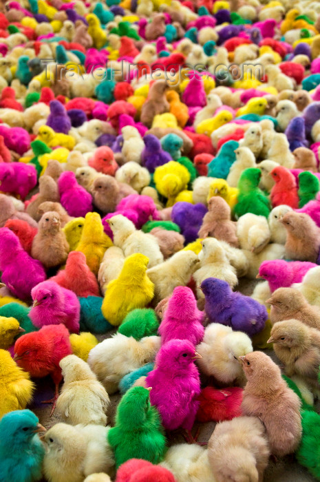 yemen56: Sayun / Seiyun / Say'un, Hadhramaut Governorate, Yemen: baby chickens, dyed unnatural color - poultry rainbow - Gallus gallus domesticus chicks - photo by J.Pemberton - (c) Travel-Images.com - Stock Photography agency - Image Bank