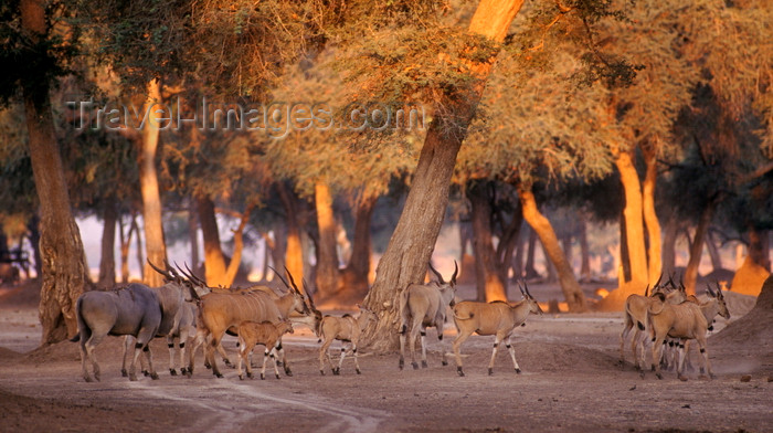 zimbabwe51: Matusadona National Park, Mashonaland West province, Zimbabwe: a herd of Southern Eland, the world’s largest antelope weighing up to 1000 kilos - Taurotragus Oryx - photo by C.Lovell - (c) Travel-Images.com - Stock Photography agency - Image Bank