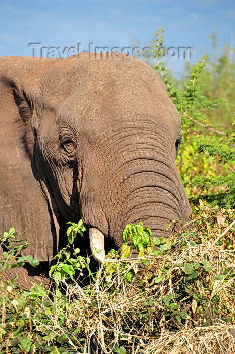 zimbabwe63: Victoria Falls, Matabeleland North, Zimbabwe: close-up of an elephant in the high bush - Zambezi National Park - Loxodonta africana - photo by M.Torres - (c) Travel-Images.com - Stock Photography agency - Image Bank