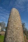 Portugal - Almendres - Guadalupe: lone menhir in the olive fields / menir no olival  - photo by M.Durruti