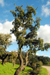 Cortiadas (Loul): cork oak by the N-124 road - sobreiro - photo by M.Durruti