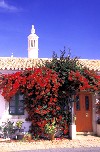Portugal - Algarve - Cumeada (Sao Bartolomeu de Messines): bougainvillea over doorway / buganvilea sobre entrada - photo by T.Purbrook