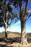 Portugal - Algarve - Falacho (perto de Silves): eucalyptus trees - eucaliptos e cu - photo by T.Purbrook