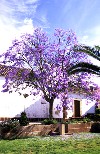 Portugal - Algarve - Silves: jacaranda em flor - photo by T.Purbrook