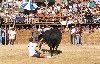 Portugal - Beira Interior - Fios (concelho do Sabugal): touro e rabujador / controlling the bull - capeia arraiana (photo by Angel Hernandez)