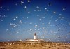 Portugal - Berlengas: a flock of seagulls by the lighthouse - bando de gaivotas envolvendo o farol - photo by M.Durruti