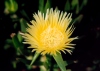 Portugal - Baleal (concelho de Peniche): flor de choro / yellow flower - photo by M.Durruti