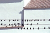 Lisbon: Martim Moniz - pombos / Martim Moniz - pigeons by the church - photo by F.Rigaud