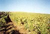 Portugal - Aldeia Gavinha (concelho de Alenquer):  endless vineyards - agriculture - vinhedos at ao infinito - photo by M.Durruti