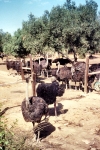 Portugal - Grandola, Alentejo: avestruzes e oliveiras - ostriches under the olive trees - photo by M.Durruti