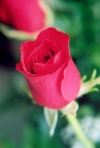Portugal - Moita: uma rosa vermelha / a red rose - photo by M.Durruti