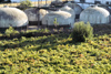 Peso da Rgua, Vila Real - Portugal: vineyards and wine storage tanks - vinhas e cubas de vinho - photo by M.Durruti