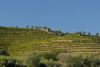 Peso da Rgua, Vila Real - Portugal: vineyards along the Douro valley, where Port Wine is produced - vinhedos no vale do Douro, regio demarcada do Vinho do Porto - photo by M.Durruti