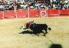 Palmela: corrida de touros em praa temporria - pega
