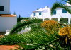 Portugal - Algarve - Algarve - Alvor: palmeira e apartamentos turisticos - Prainha / palm tree and flats - Prainha complex (photo by D.S.Jackson)